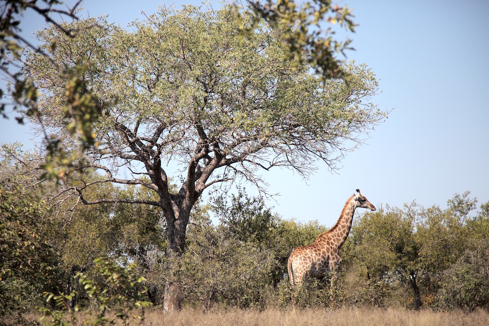 Giraffe - Niger - Photo credit : Guillaume Ajavon