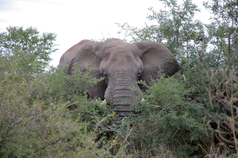 Elephant - Photo credit Guillaume Ajavon